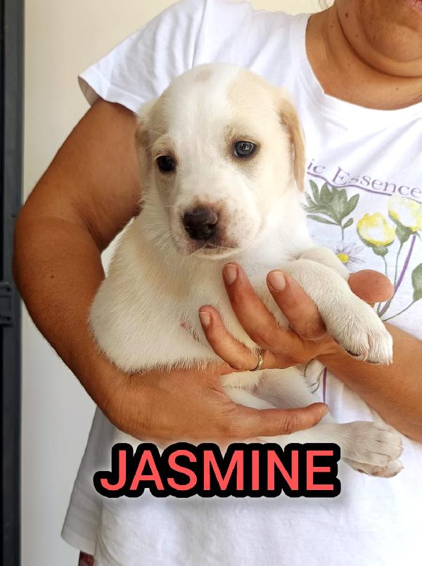 Jasmine Cucciolina Futura Taglia Media